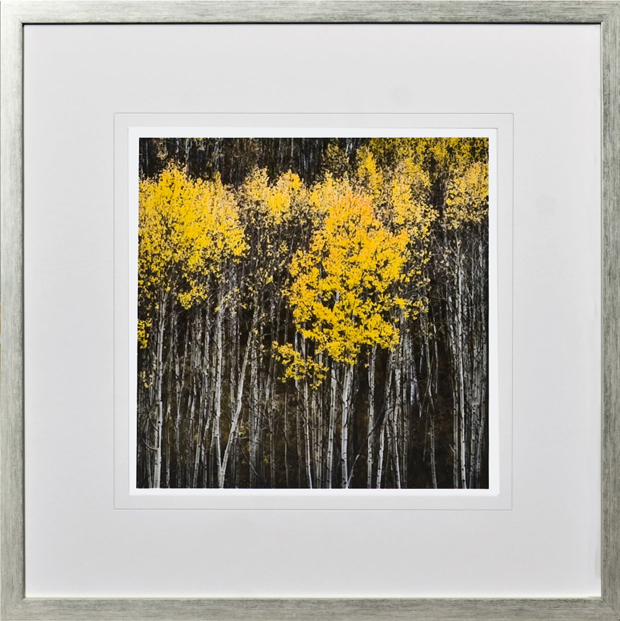 Birch Tree Study I wall art featuring vibrant yellow leaves against dark tree trunks