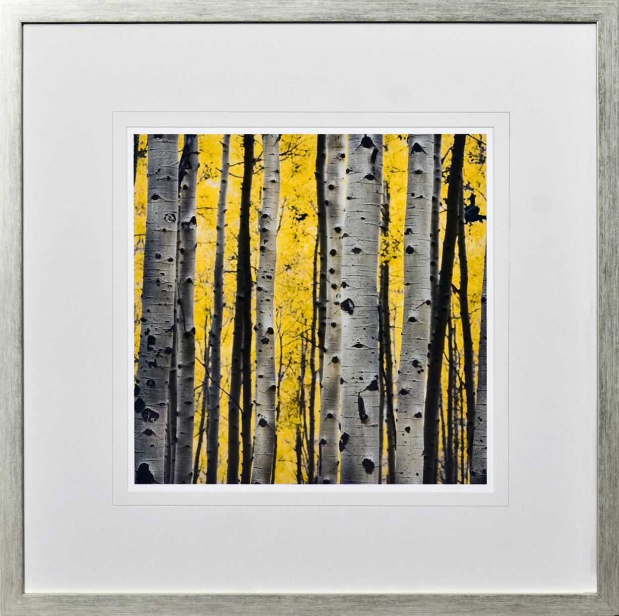 Birch Tree Study II wall art featuring birch trees against a vibrant yellow background, framed in silver.
