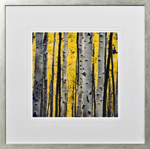 Birch Tree Study II wall art featuring birch trees against a vibrant yellow background, framed in silver.