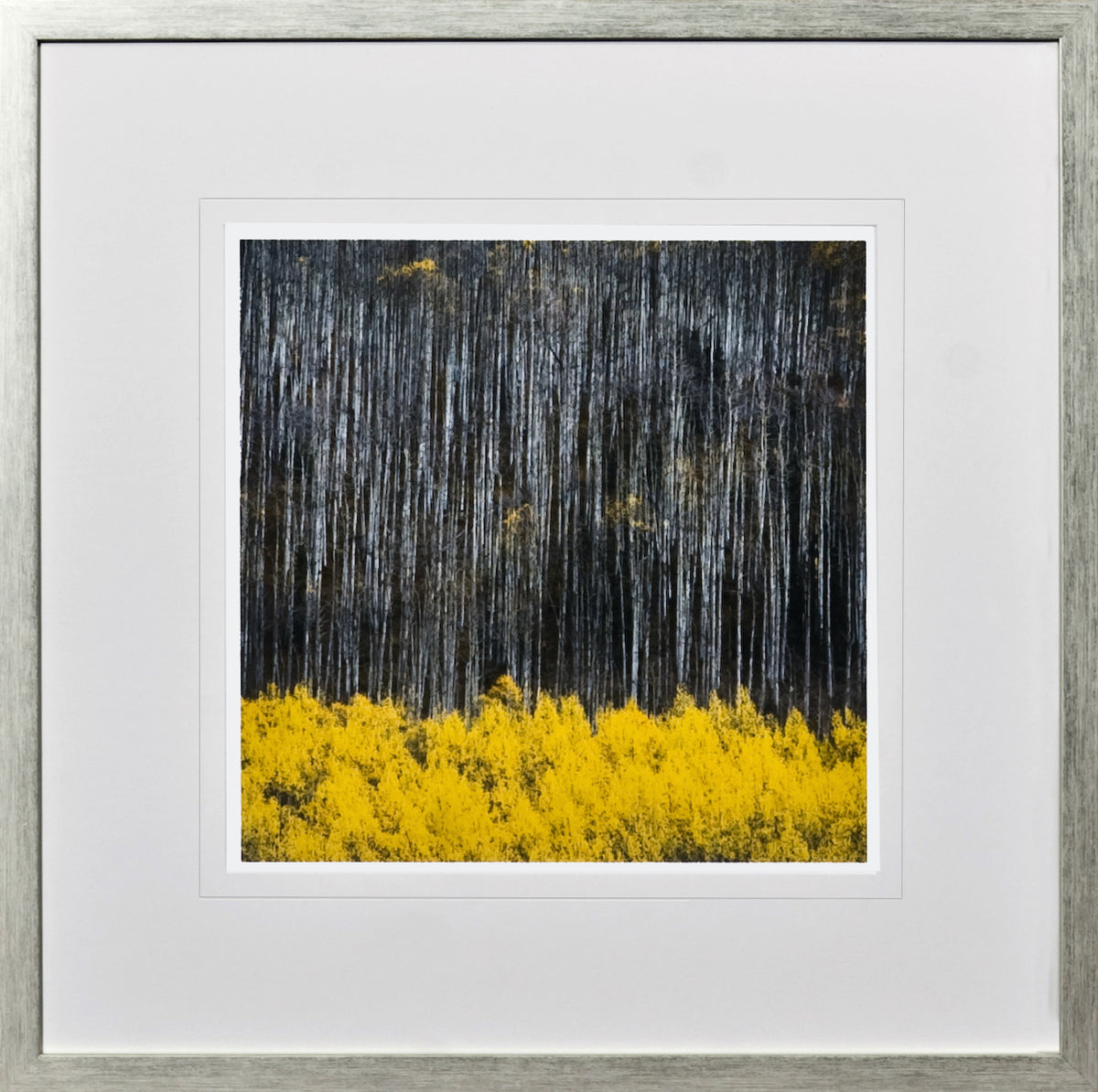 Birch Tree Study III wall art featuring dark tree trunks and vibrant yellow foliage.