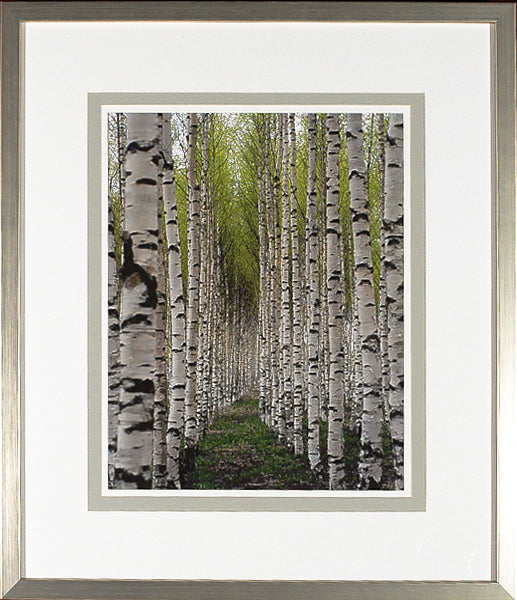 Birch Study Lime I wall art featuring a serene birch tree pathway with green foliage.