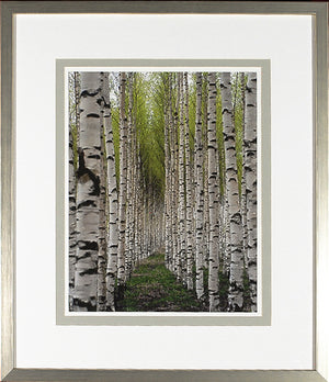 Birch Study Lime I wall art featuring a serene birch tree pathway with green foliage.
