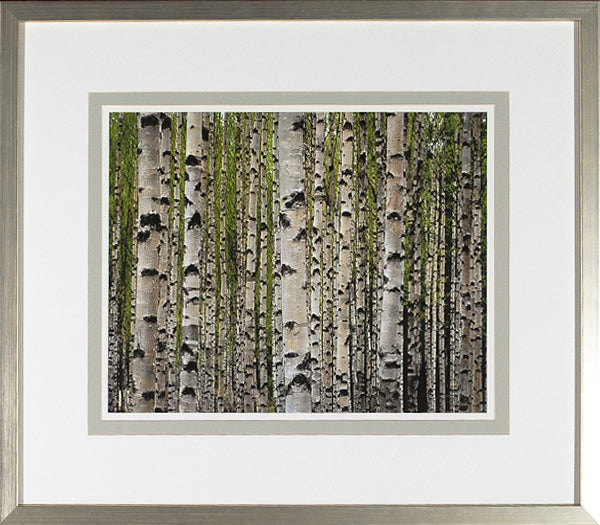 Birch Study Lime IV wall art featuring a close-up of birch trees with green leaves, framed in silver.