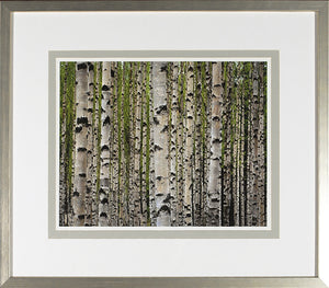 Birch Study Lime IV wall art featuring a close-up of birch trees with green leaves, framed in silver.