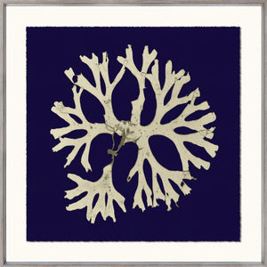 Seaweed On Navy I wall art featuring a beige seaweed design on a navy background