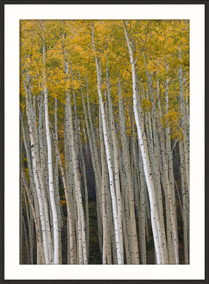 Yellow Aspens wall art featuring tall white aspen trees with vibrant yellow leaves.
