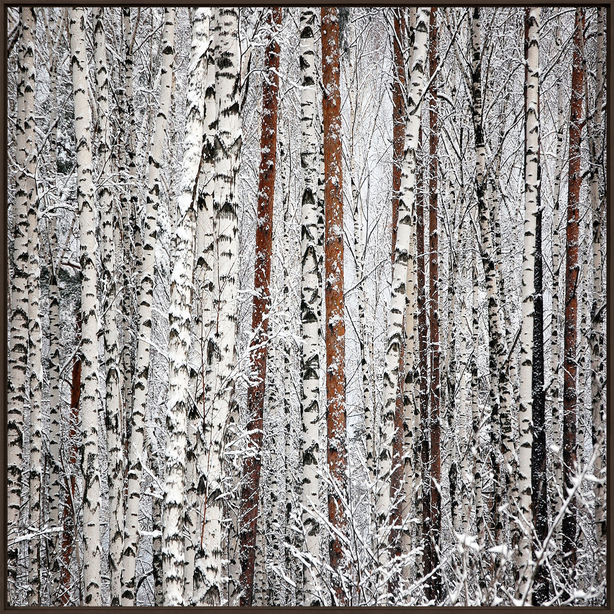 Bared Birches wall art featuring snow-covered birch trees in a winter landscape.
