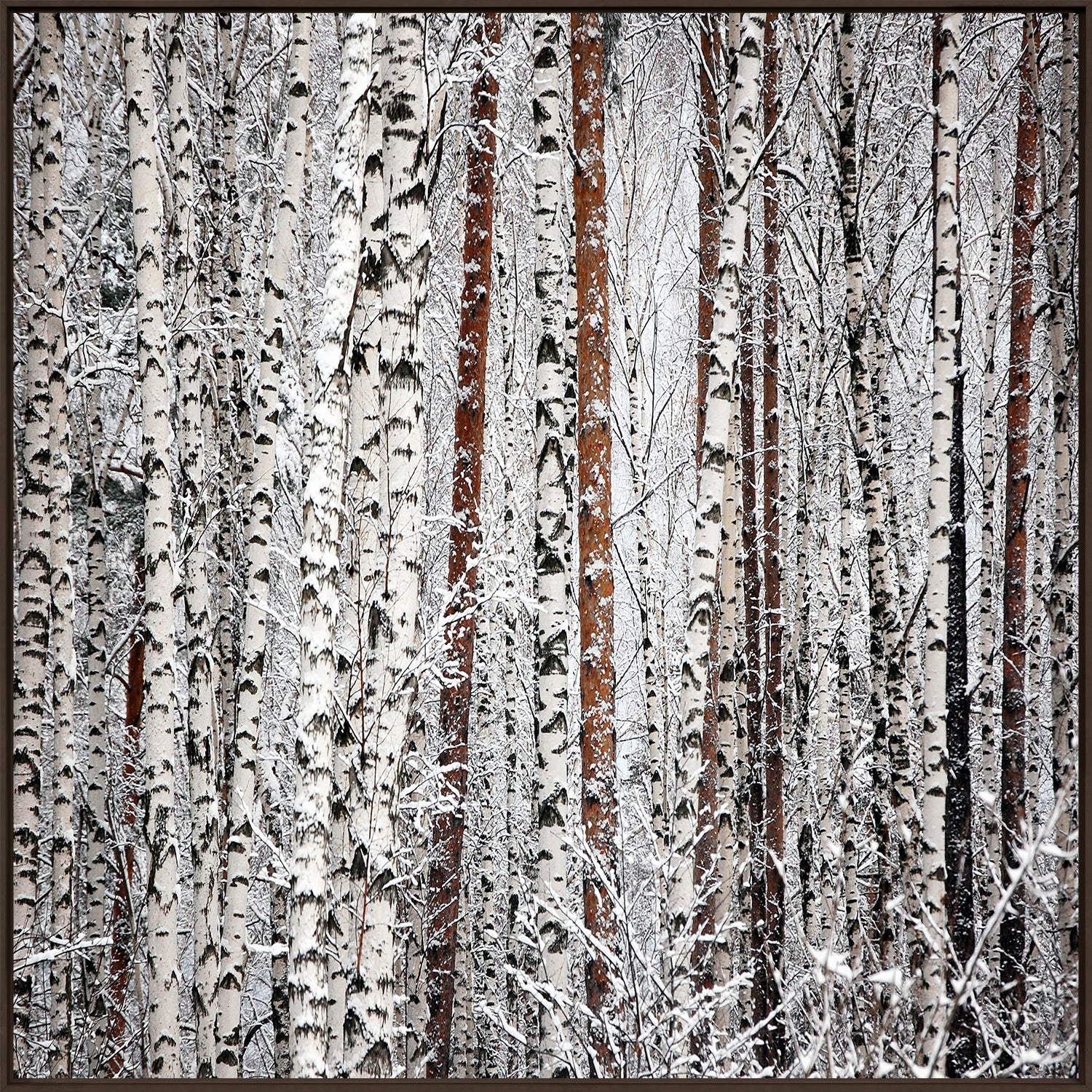 Bared Birches wall art featuring snow-covered birch trees in a winter landscape.