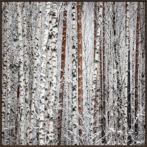 Bared Birches wall art featuring snow-covered birch trees in a winter landscape.