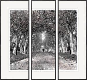 Colonnade Of Trees S/3 Triptych featuring a black and white tree-lined path leading to a building.