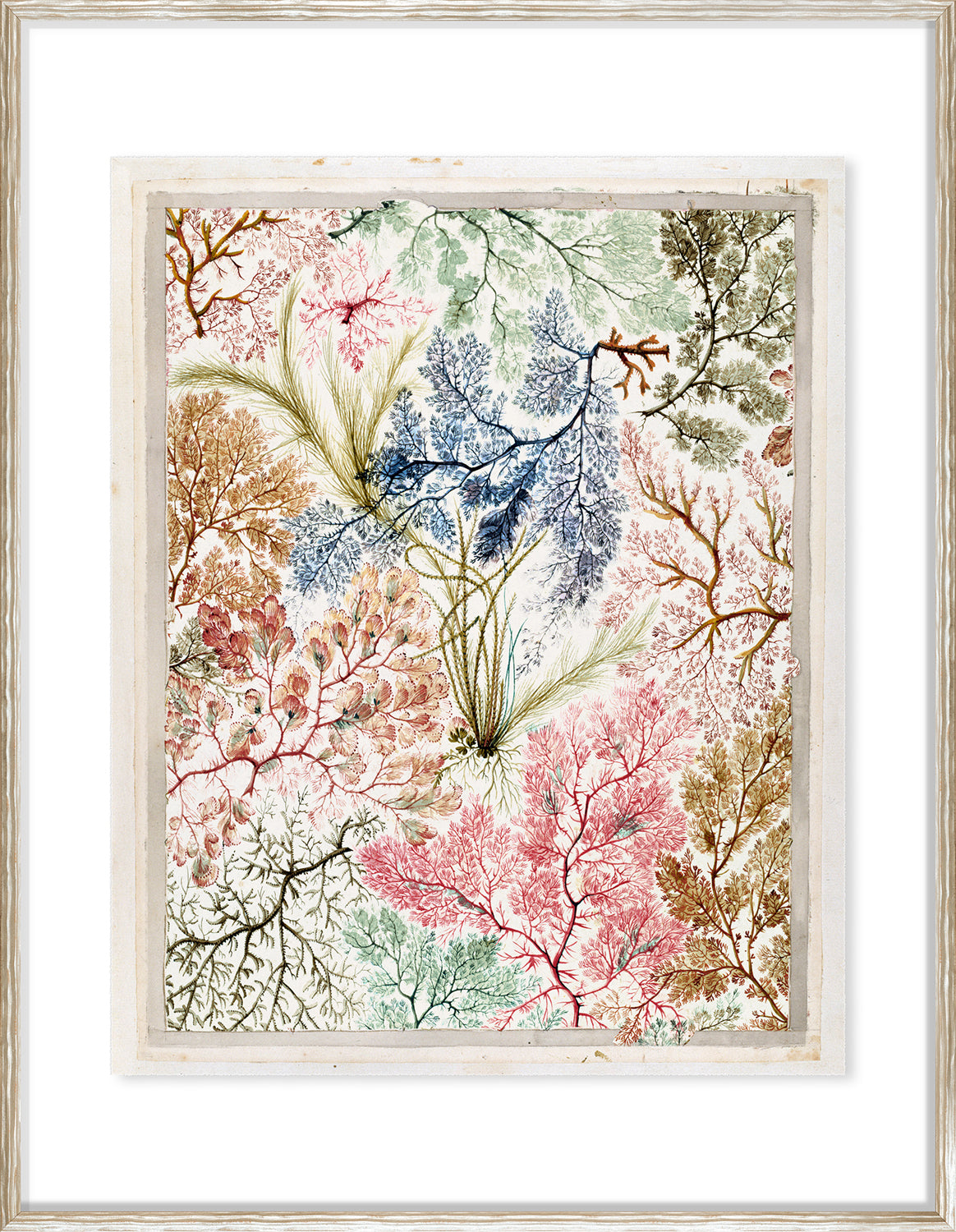 Kilburn Seaweeds I wall art featuring colorful seaweed illustrations in various shades.