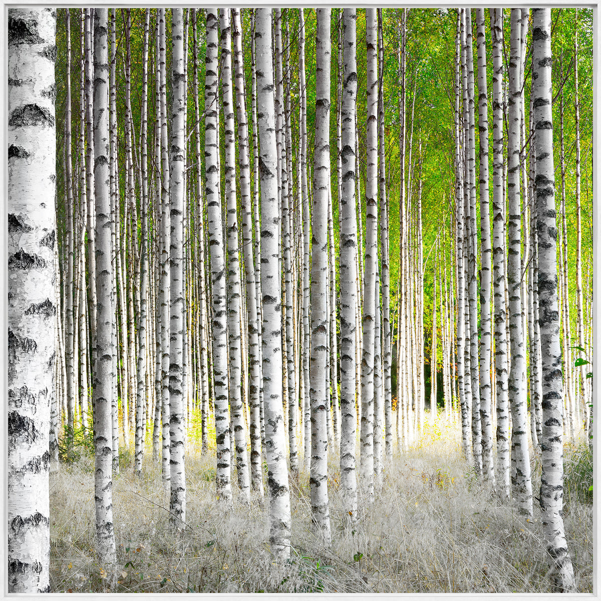 Sunlight Birches wall art featuring tall white birch trees with green leaves and soft grass.