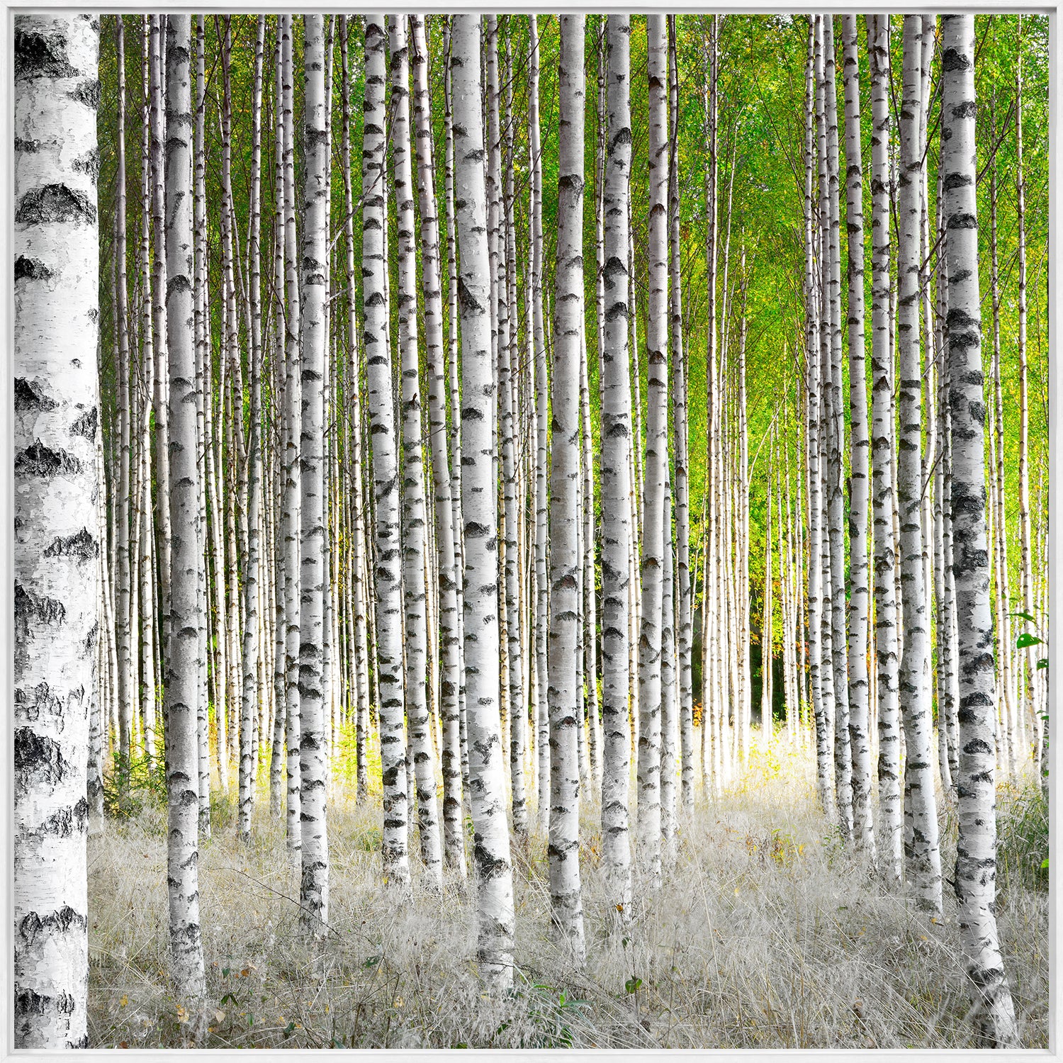 Sunlight Birches wall art featuring tall white birch trees with green leaves and soft grass.