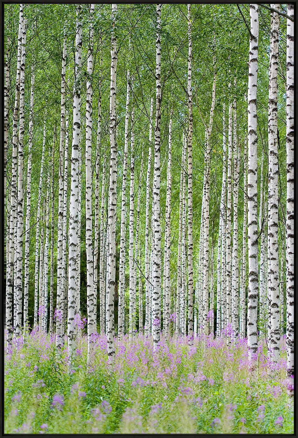 Aspens In Violet Trio Bundle