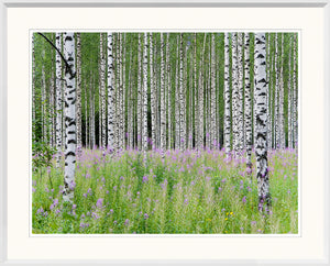 Aspens In Violet Trio Bundle