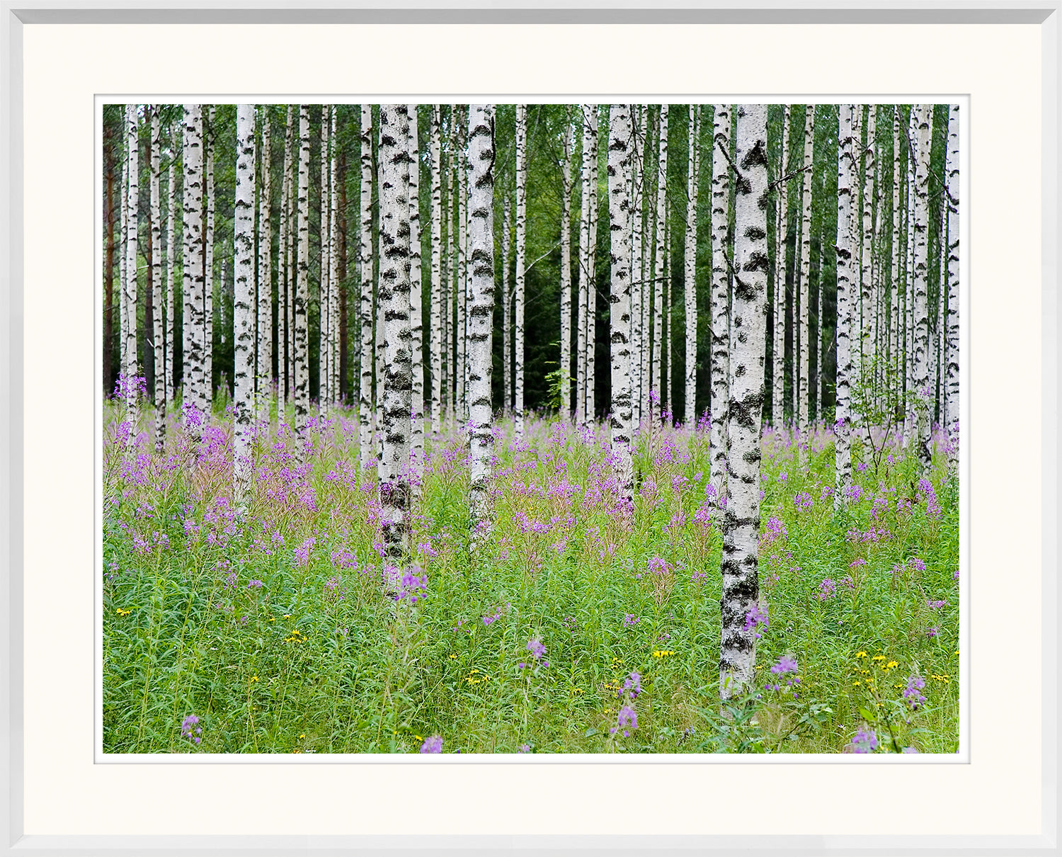 Aspens In Violet Trio Bundle