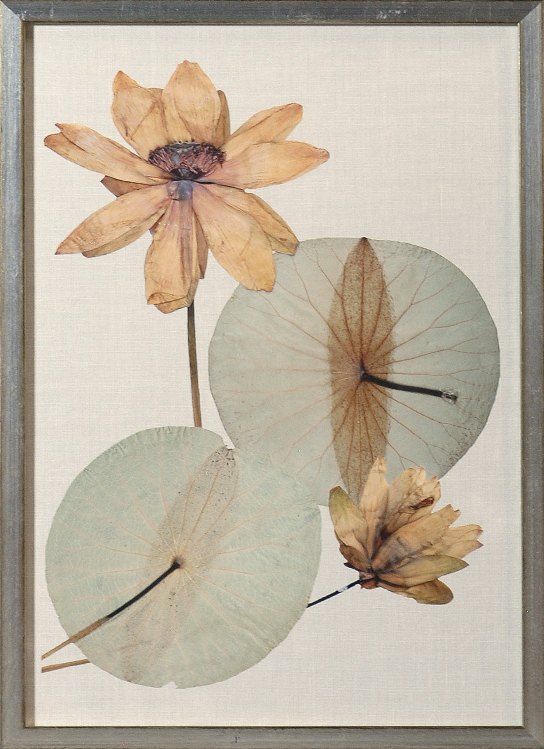Herbarium Pressings V wall art featuring dried lotus flowers and leaves on a light background.