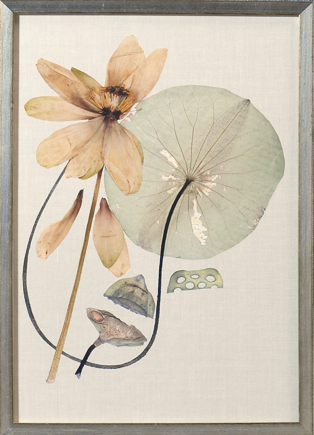 Herbarium Pressings VI wall art featuring dried lotus flower and leaf on a light background.