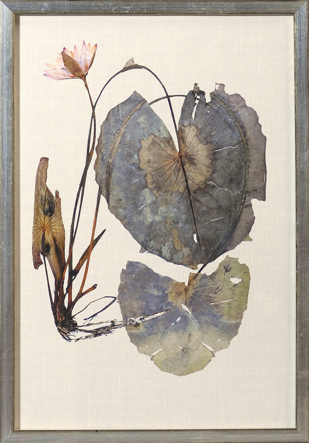 Herbarium Pressings VII wall art featuring dried water lily leaves and flower on a beige background