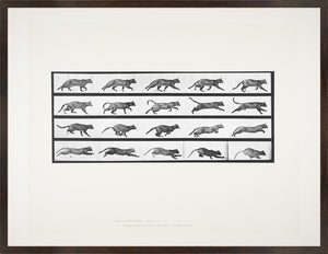 Muybridge Motion Studies Trio Bundle — architecture and travel fine art print in neutral tones at Laurie Yapp Home