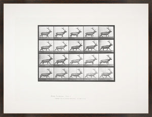Muybridge Motion Studies Trio Bundle — architecture and travel fine art print shown from another angle