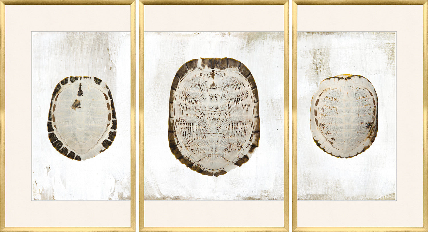 Sun Bleached Shell – Triptych wall art