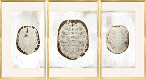 Sun Bleached Shell – Triptych wall art