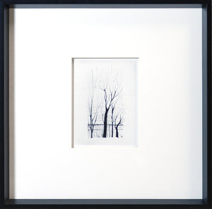 Tree Etching — nature and landscape fine art print in neutral tones at Laurie Yapp Home