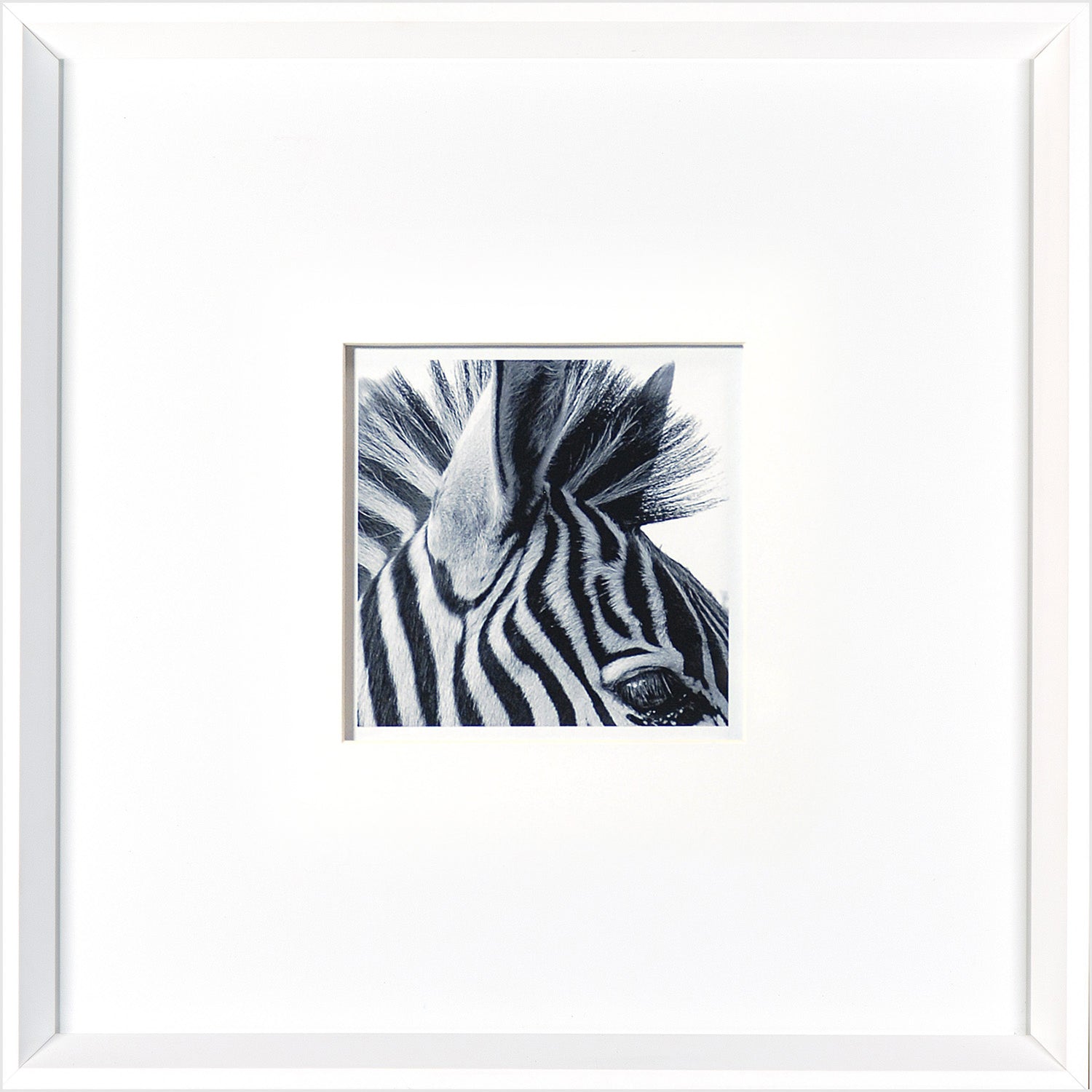 Zebra & White Arabian Pair Bundle — nature and landscape fine art print at Laurie Yapp Home