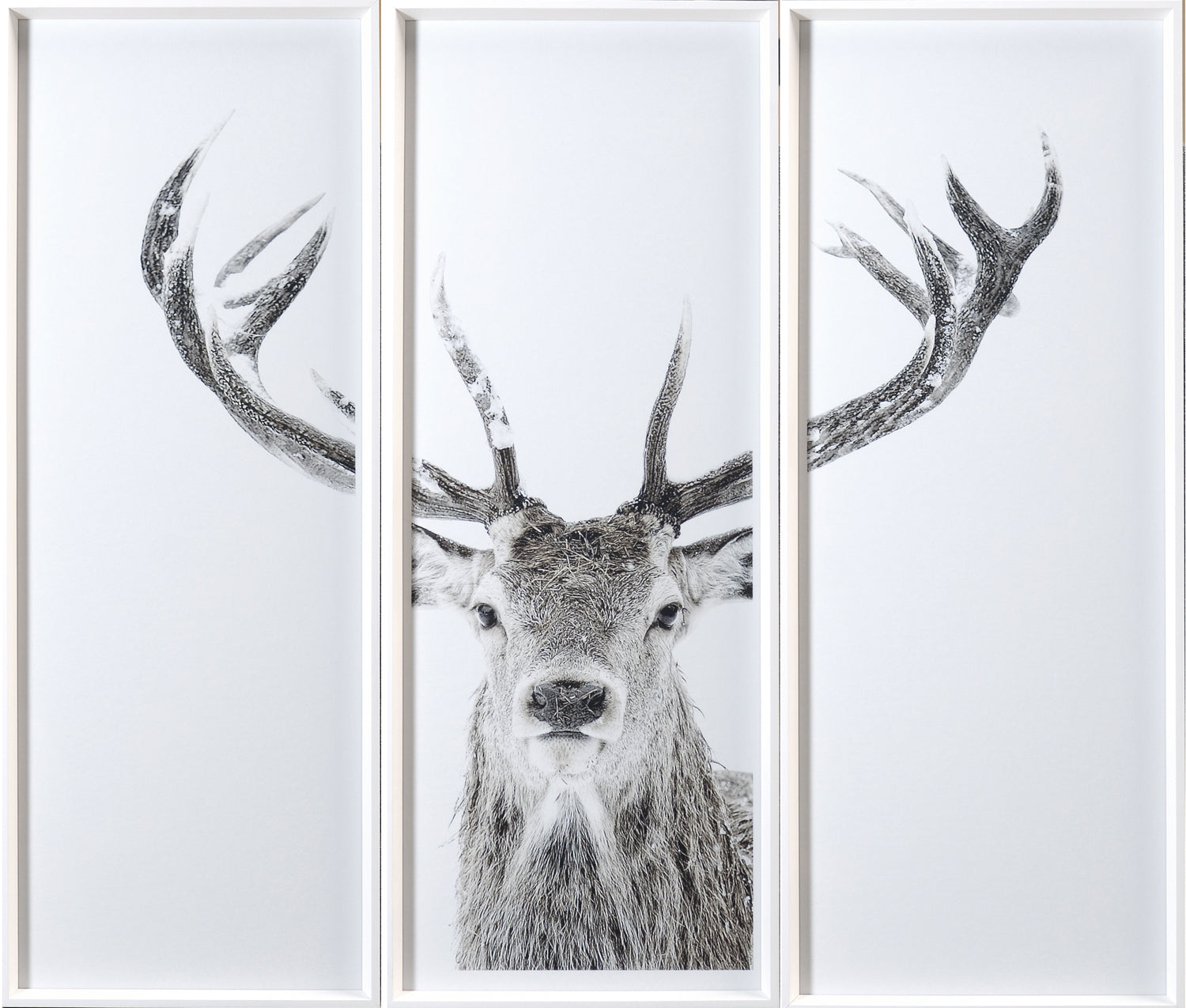 Stag — nature and landscape fine art print shown from another angle