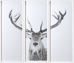 49 × 42,5 po – Encadré sous verre, cadre blanc