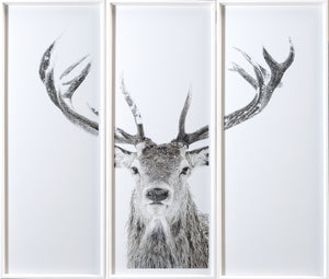Stag — nature and landscape fine art print shown from another angle