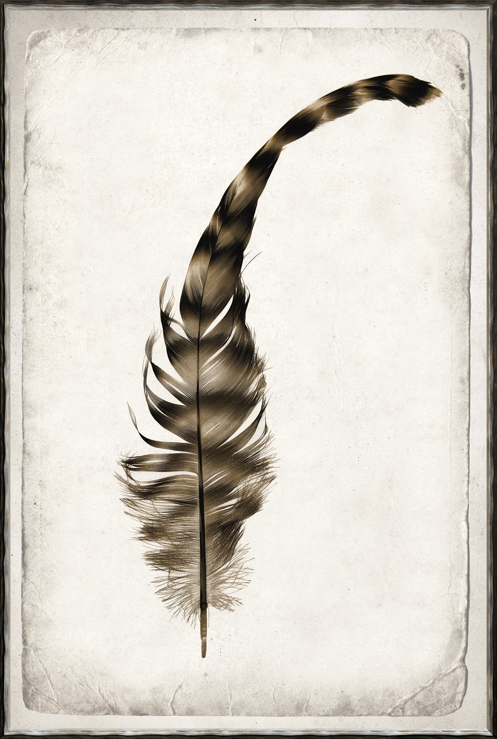 Feather Study Quartet Bundle — abstract fine art print in neutral tones at Laurie Yapp Home