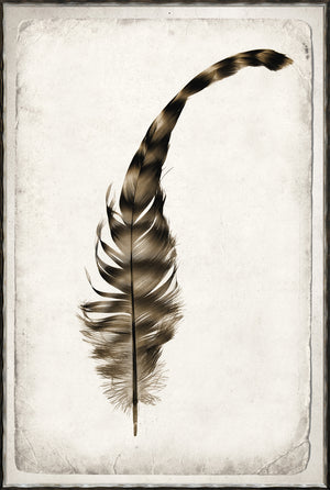 Feather Study Quartet Bundle — abstract fine art print in neutral tones at Laurie Yapp Home