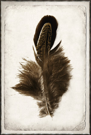 Feather Study Quartet Bundle — abstract fine art print shown from another angle