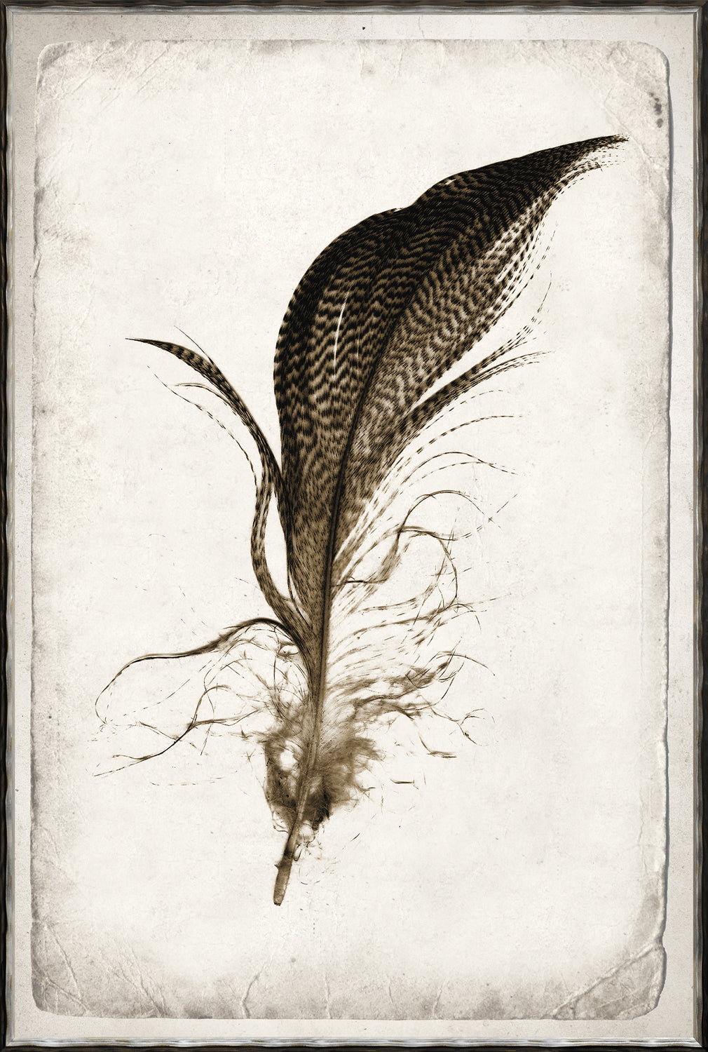 Feather Study Quartet Bundle — abstract fine art print shown from another angle