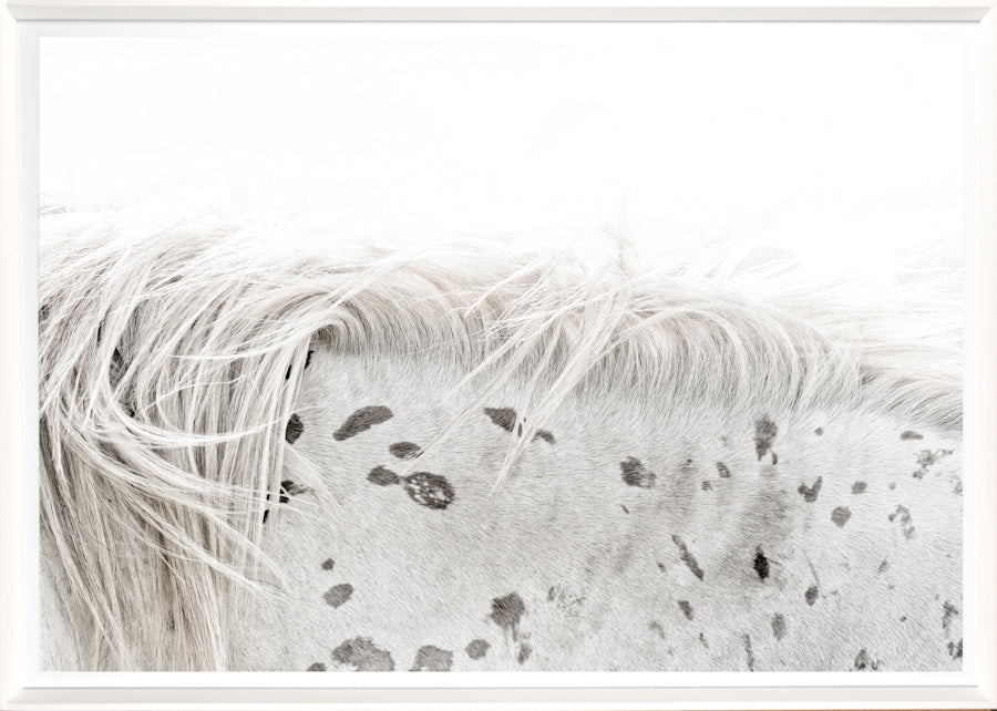 Appaloosa — nature and landscape fine art print shown from another angle
