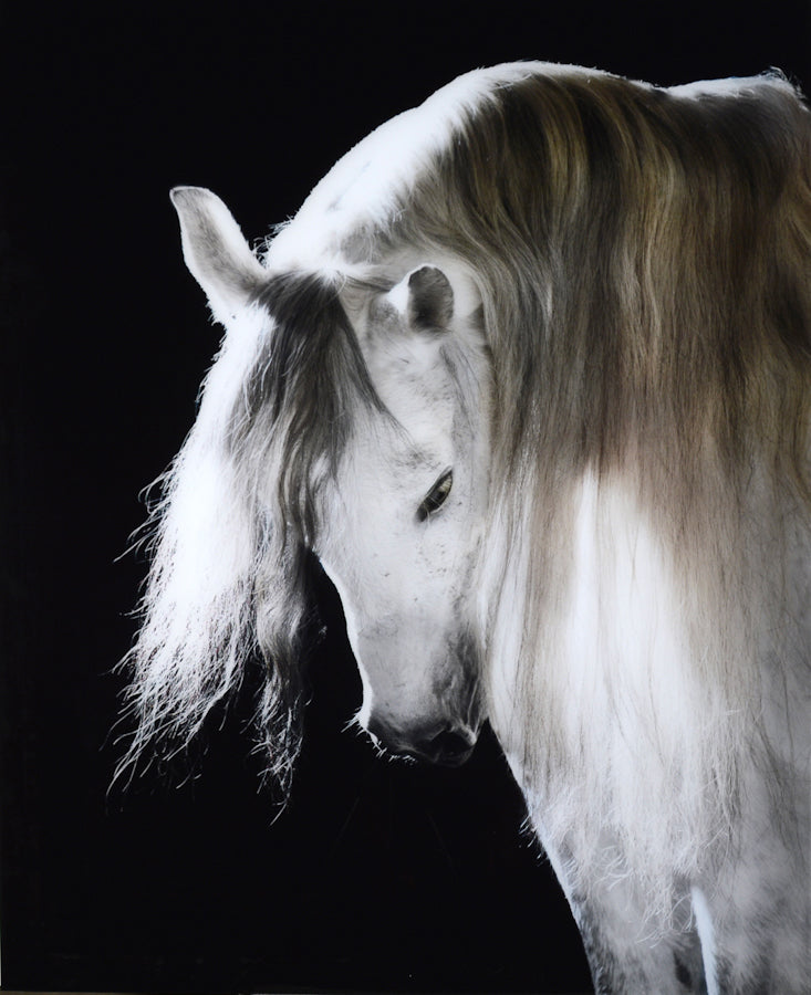 Mystical Beauty — nature and landscape fine art print in neutral tones at Laurie Yapp Home