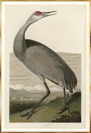 Whooping Crane — nature and landscape fine art print in neutral tones at Laurie Yapp Home