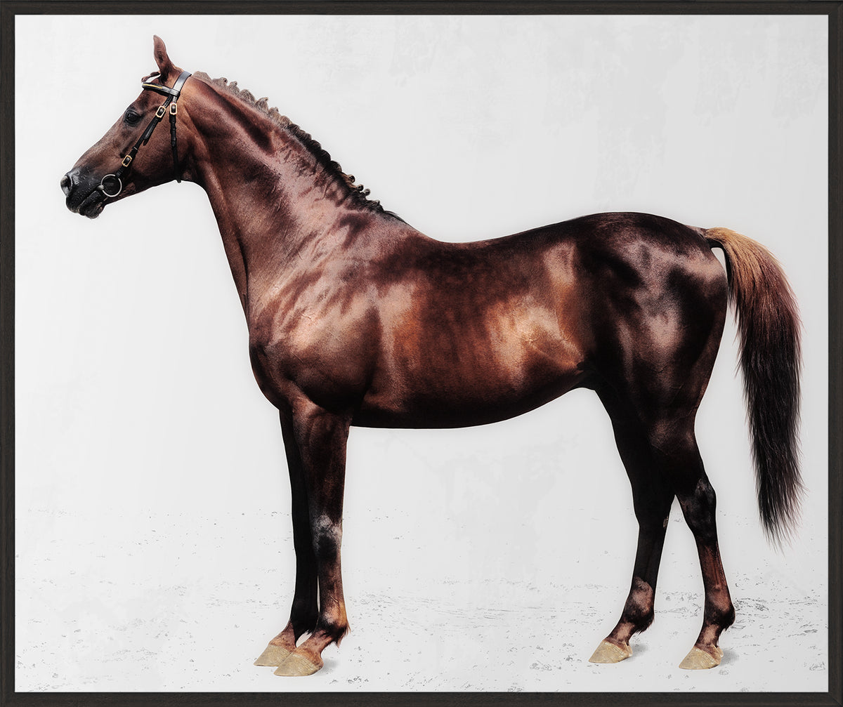 Trakehner Chestnut Stallion — nature and landscape fine art print in neutral tones at Laurie Yapp Home
