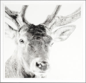 Celtic Myth — nature and landscape fine art print in neutral tones at Laurie Yapp Home