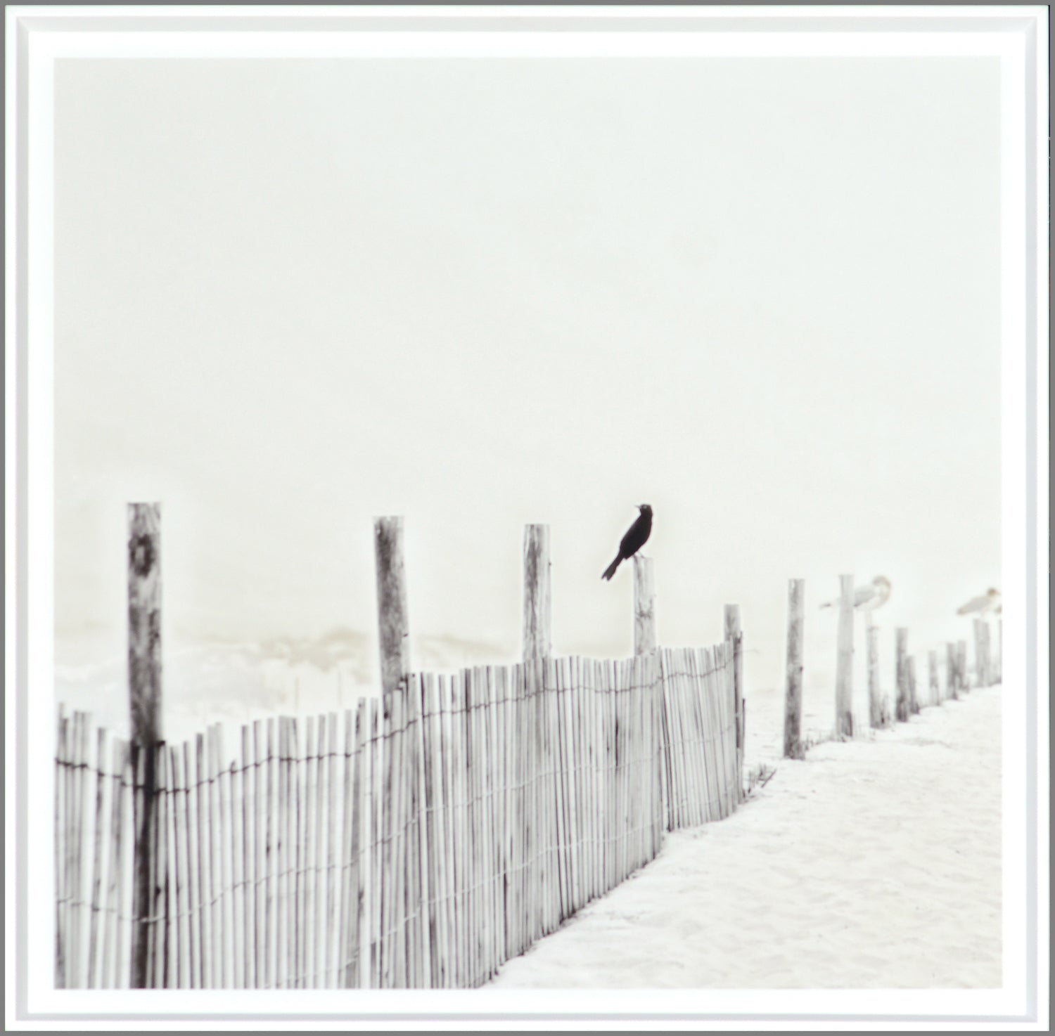 Blackbird On Fence featuring a black bird perched on a wooden fence in a soft, muted beach setting.