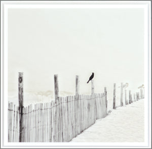 Blackbird On Fence — nature and landscape fine art print in neutral tones at Laurie Yapp Home