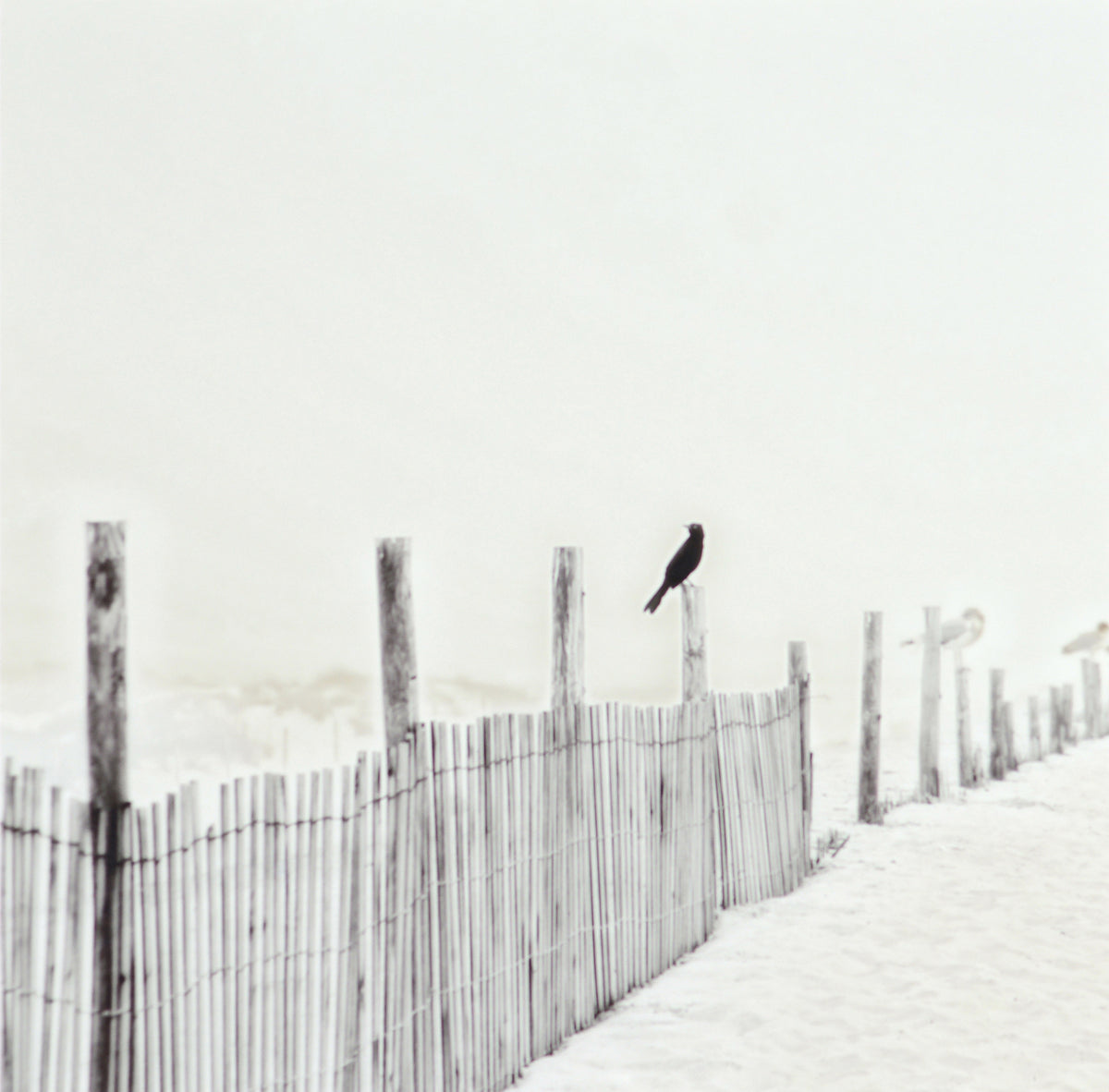 Blackbird On Fence featuring a black bird perched on a wooden fence in a soft, muted beach setting.