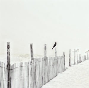 Blackbird On Fence featuring a black bird perched on a wooden fence in a soft, muted beach setting.