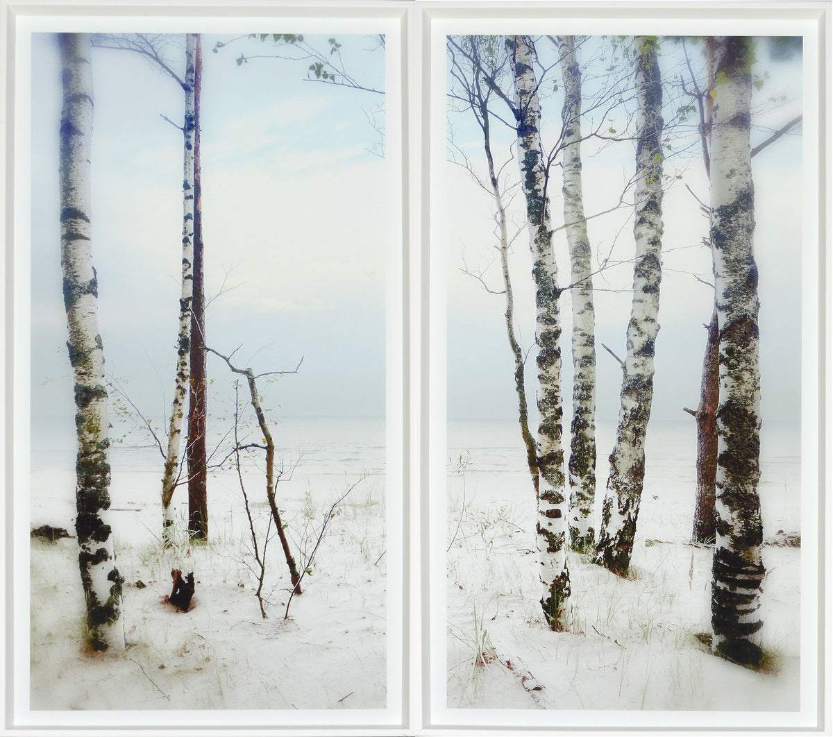 After The Storm wall art featuring birch trees against a serene beach backdrop, soft colors and natural scenery.