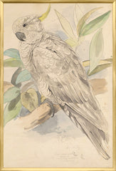 25,25 × 37,25 po
