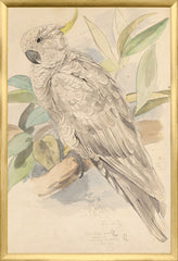17,25 × 25,25 pouces