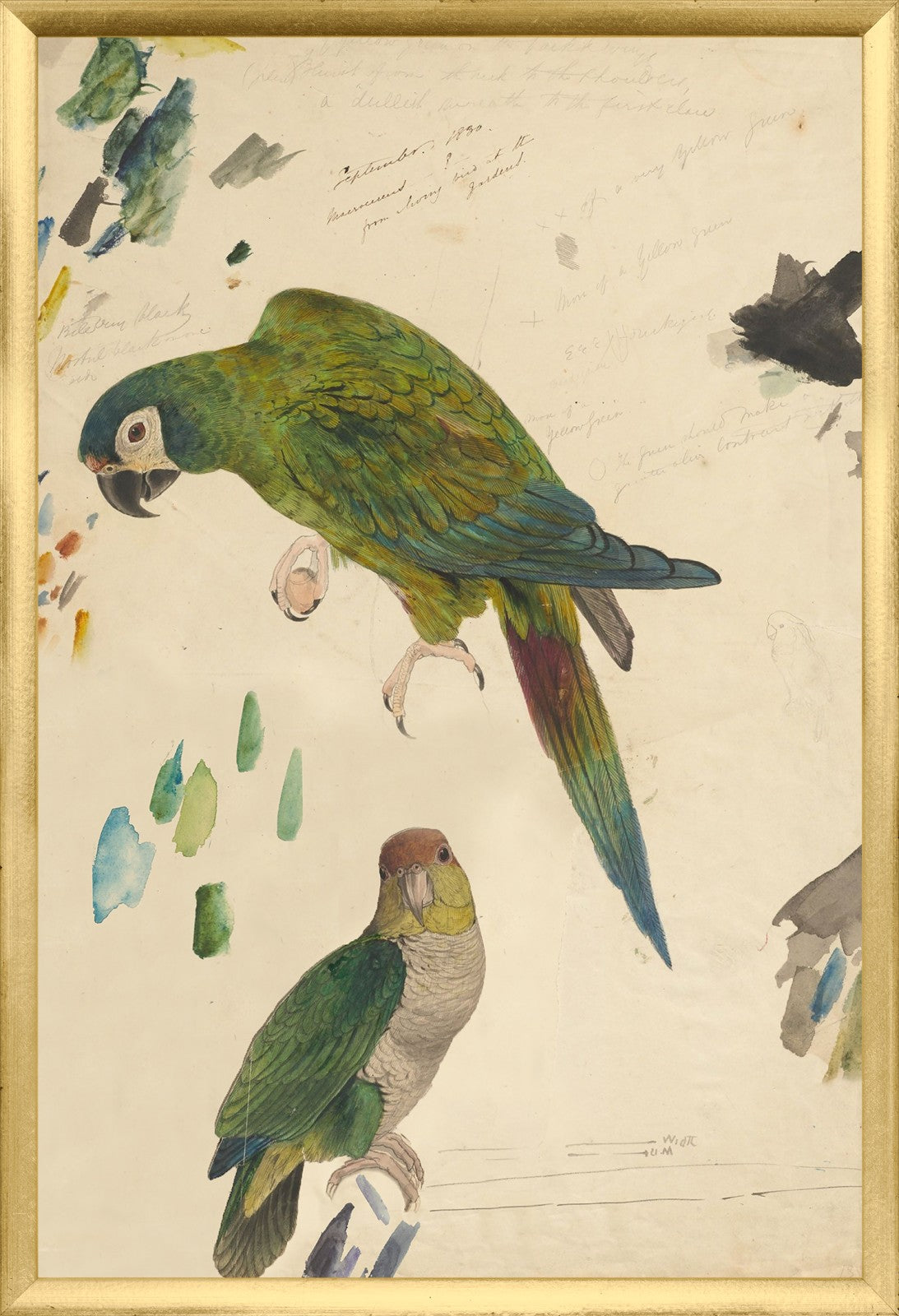 Lear Two Parrots framed art print