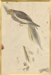 25,25 × 37,25 po